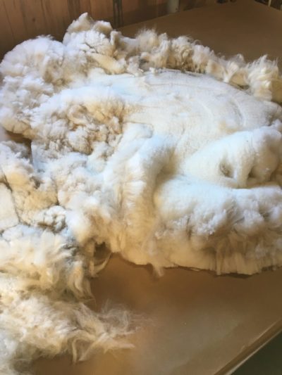 freshly shorn alpaca fleece
